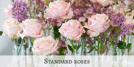 Standard Rose